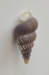 Cochlostoma roseoli