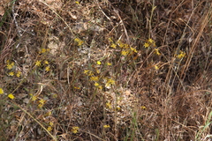 Triteleia ixioides ixioides
