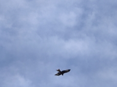 Milvus milvus