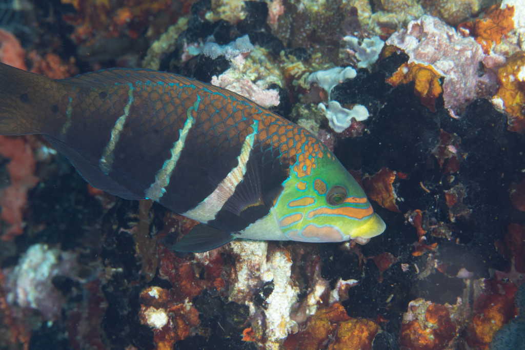 Barred Thicklip