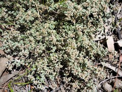 Spyridium cinereum