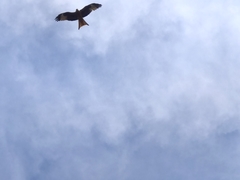 Milvus milvus