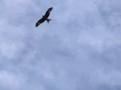 Milvus milvus