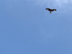 Milvus milvus