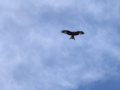 Milvus milvus