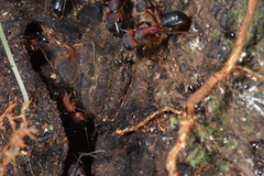 Camponotus irritabilis
