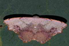 Epicompsa xanthocrossa