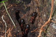 Camponotus irritabilis