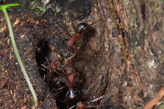 Camponotus irritabilis