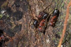 Camponotus irritabilis