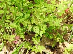 Chaerophyllum nodosum