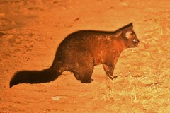 Trichosurus vulpecula fuliginosus
