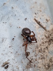 Steatoda nobilis