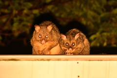 Trichosurus vulpecula fuliginosus