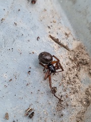 Steatoda nobilis