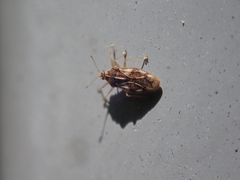 Monosteira unicostata