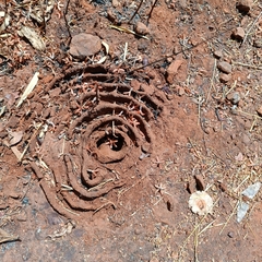 Pheidole sykesii