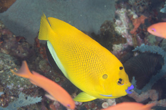 Apolemichthys trimaculatus