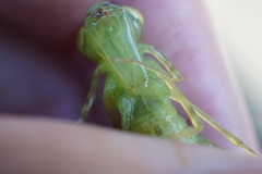 Anax parthenope julius