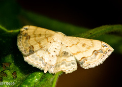 Scopula propinquaria