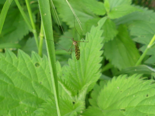 Tuintweestreep, 2403 Alphen aan den Rijn, Netherlands, photo 7 of 10