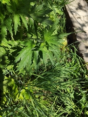 Leonurus quinquelobatus