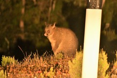 Trichosurus vulpecula fuliginosus
