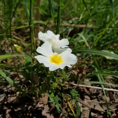 Cistus salviifolius