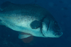 Plectorhinchus gibbosus