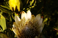 Chirodica