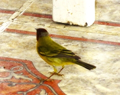 Setophaga petechia xanthotera