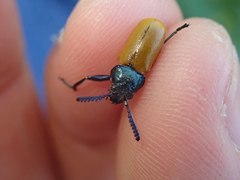 Labidostomis taxicornis