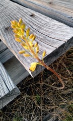 Bulbine latifolia