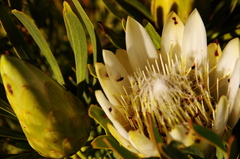 Chirodica