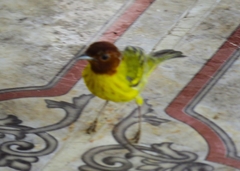 Setophaga petechia xanthotera