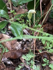 Pterostylis ophioglossa