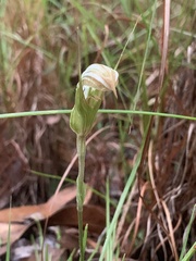 Pterostylis ophioglossa