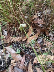 Pterostylis ophioglossa