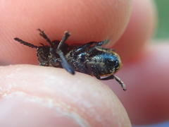 Labidostomis taxicornis