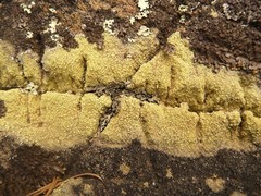 Pertusaria xanthoplaca