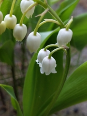 Convallaria majalis