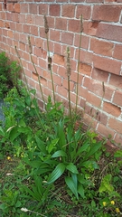 Plantago lanceolata