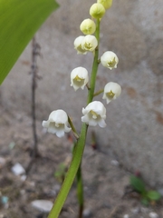 Convallaria majalis