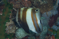 Coradion melanopus