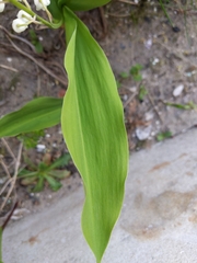 Convallaria majalis