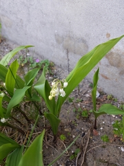 Convallaria majalis