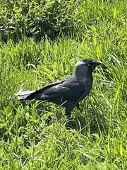 Corvus monedula
