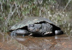 Myuchelys bellii