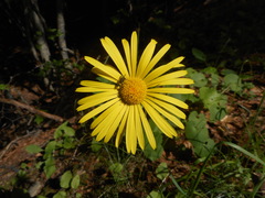 Doronicum columnae