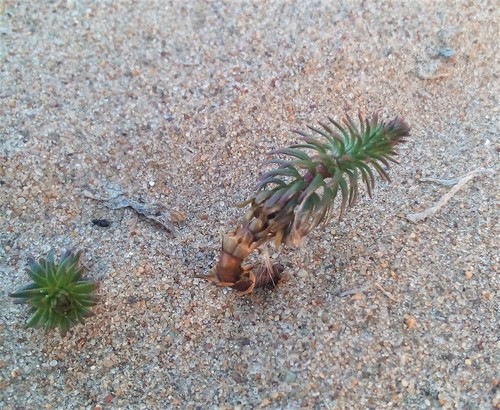 Hippuris vulgaris iNat (2)